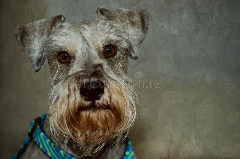 Dog studio portrait