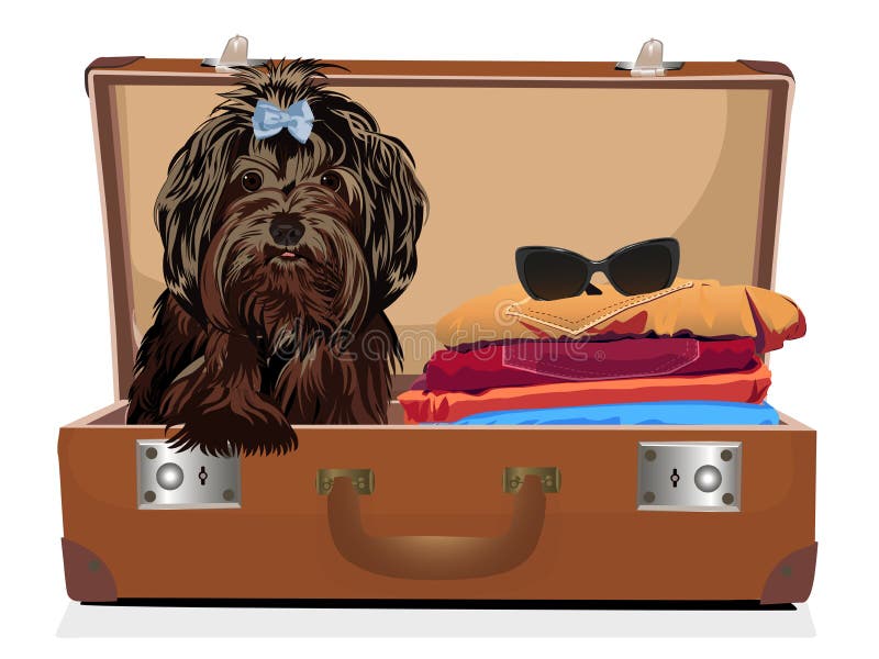 suitcase for dogs