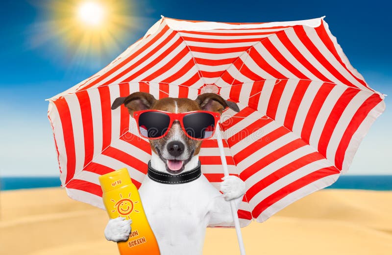 Dog summer sunscreen stock image Dog summer sunscreen stock image