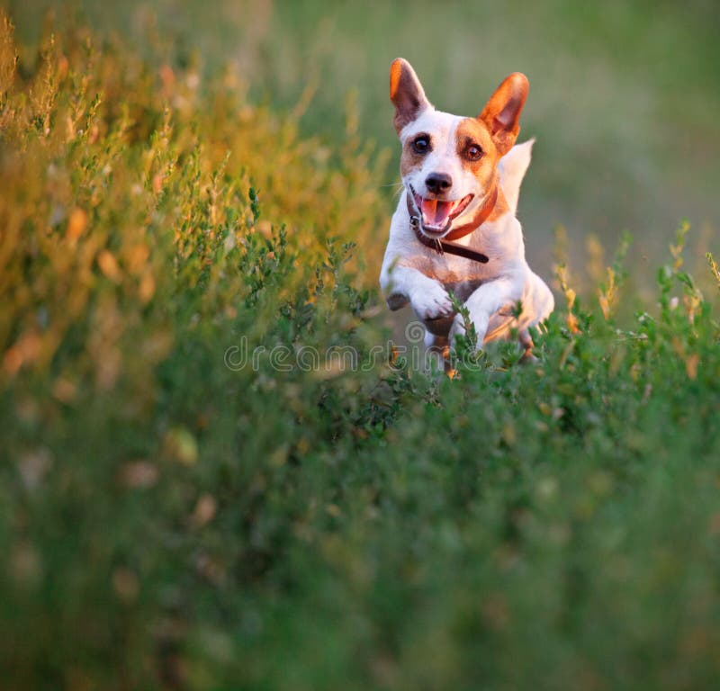Dog at summer walking stock photo. Image of terrier, summer 74467424
