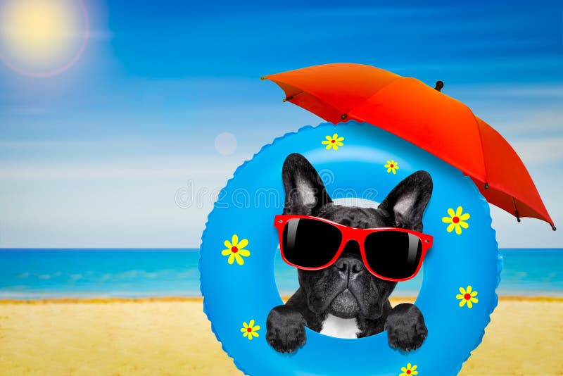Image Result For French Bulldog In Heat Image Result For French Bulldog In Heat