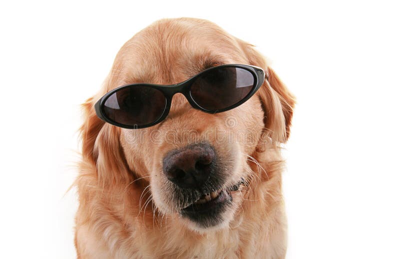 dog shades