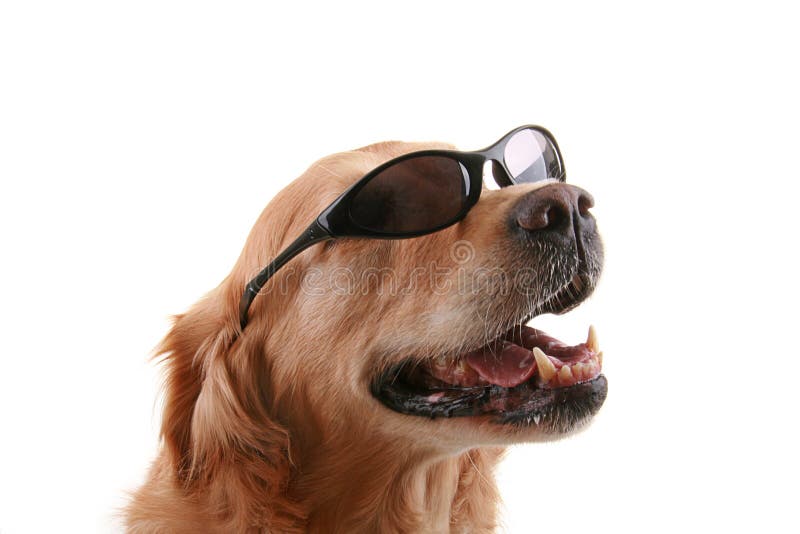 Dog with sunglasses stock image. Image of gold, holiday 10741959
