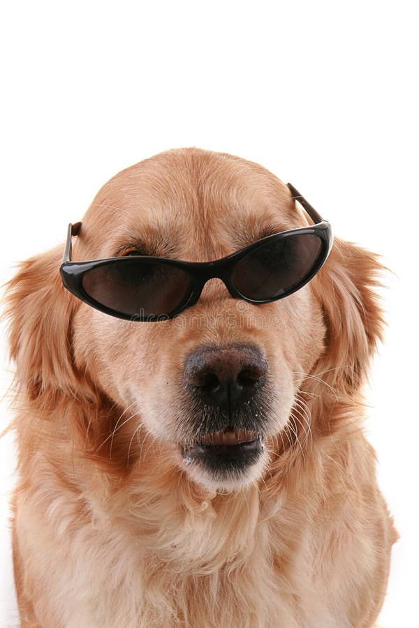 Dog and sunglasses stock photo. Image of background, summer 13357724