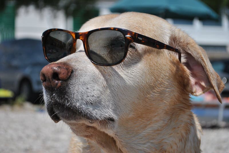 Dog with sunglasses stock photo. Image of vacation, summer 15254692