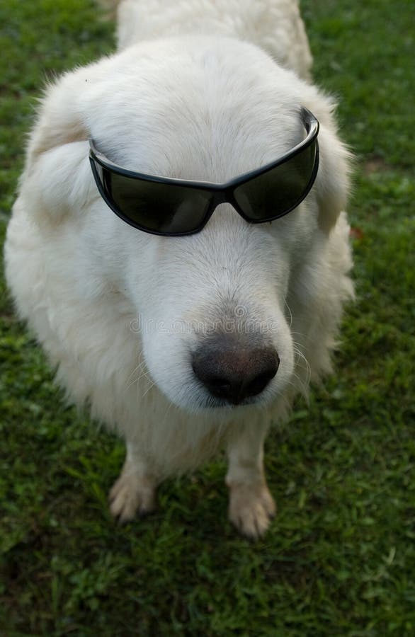 Dog in sunglasses