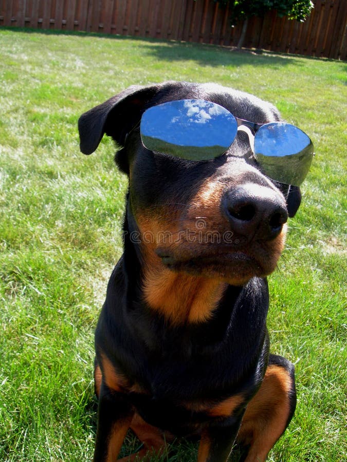 Dog with Sunglasses InDognito