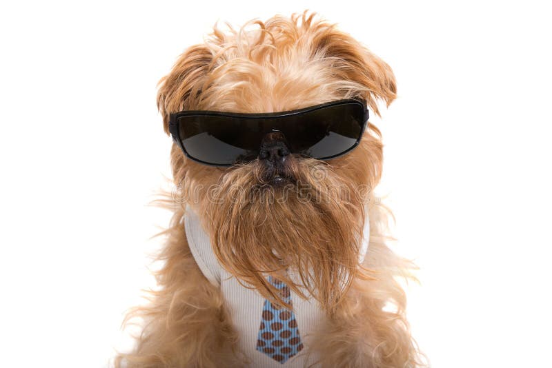 Dog With Sunglasses And A Tie Stock Image Image of portrait