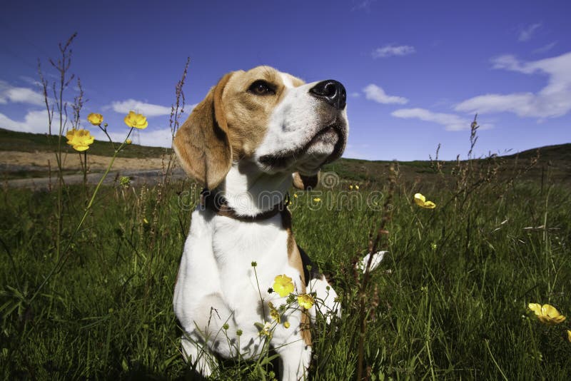 A beagle pes sedí medzi kvety, užívať slnko.