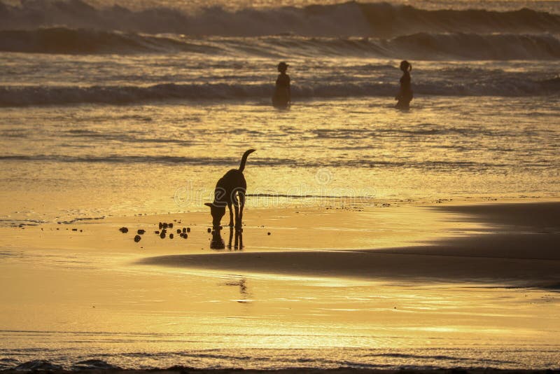 Dog at sunset time at echo beach in Canggu Bali indonesia royalty free stock photo Dog at sunset time at echo beach in Canggu Bali indonesia royalty free stock photo