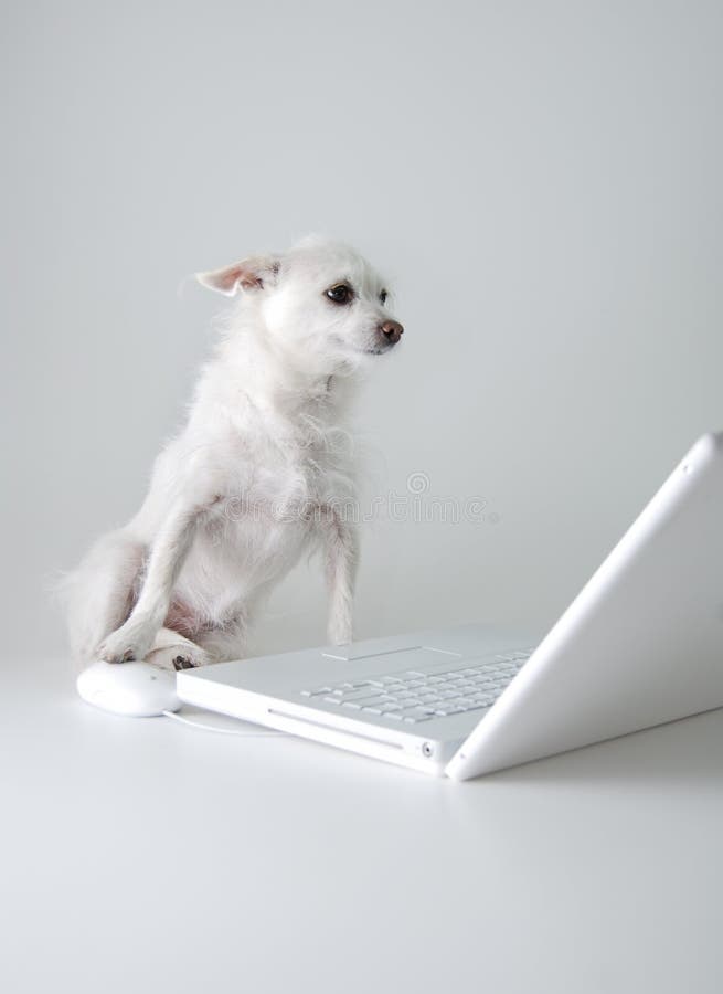 Dog checks email, surfs net. Dog checks email, surfs net