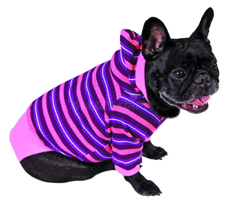 Maltese Dog Dressedup with a Shirt (17 Months Old Stock Image Image of cute, clothed 9892595