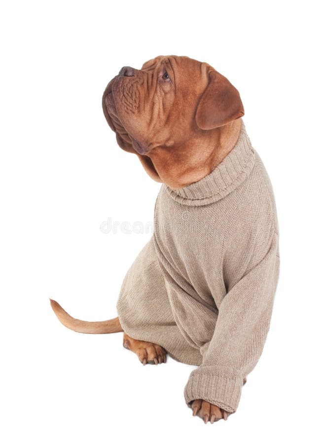 Big Serious Dog in Sweater stock photo. Image of huge 16832146
