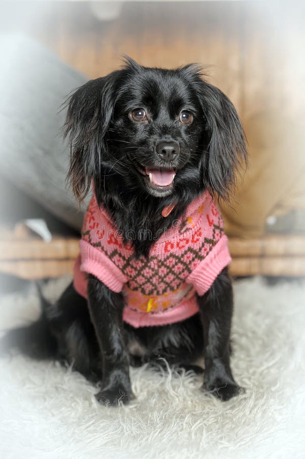 Dog in a sweater stock image. Image of legs, looking 34424673