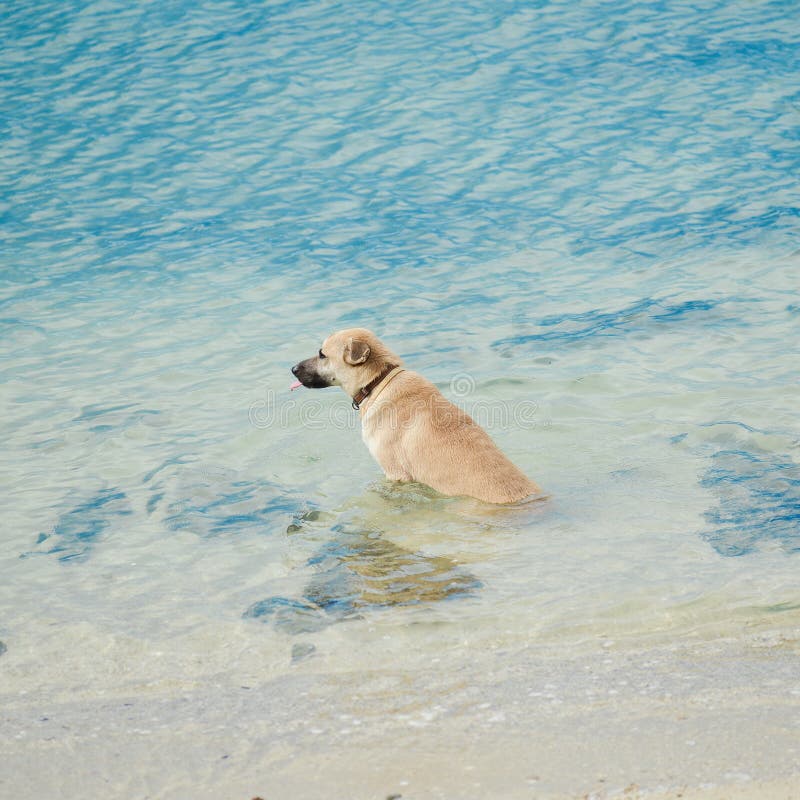 Dog swim beach stock image. Image of domestic, outside 57098941