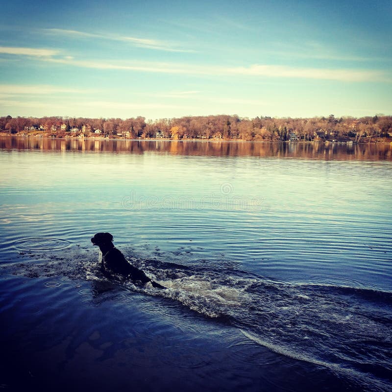 Dog swimming in lake stock photo. Image of swimming, poodle 89527204