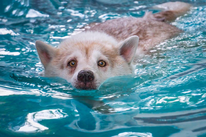 Dog Swimming in Swimming Pool for Exercise Stock Photo Image of