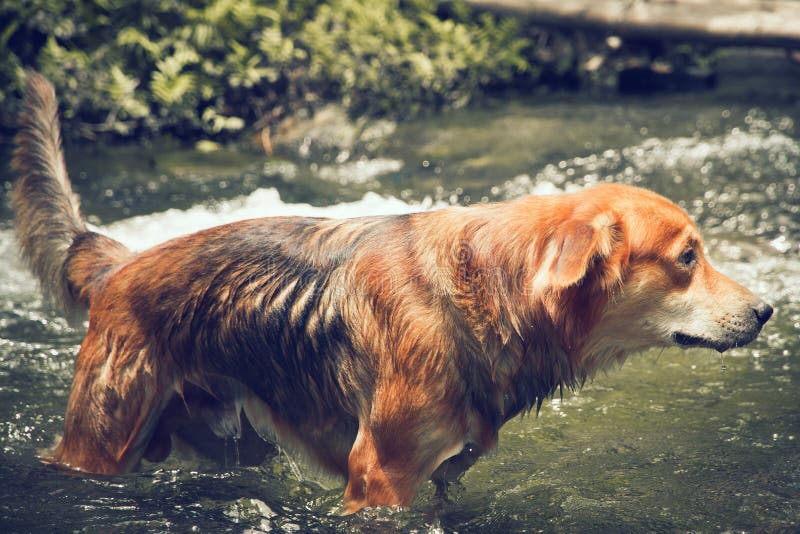 Dog swimming in the river stock photo. Image of brown 58291138