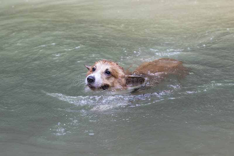 Dog swimming in the river stock photo. Image of creek 75124748