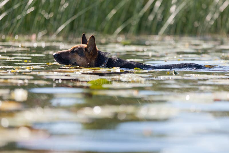Dog swimming in the river stock image. Image of competitions 43334115