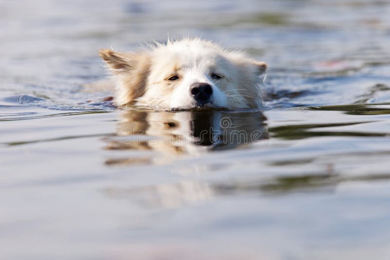 Dog swimming in the river stock image. Image of action 43334193