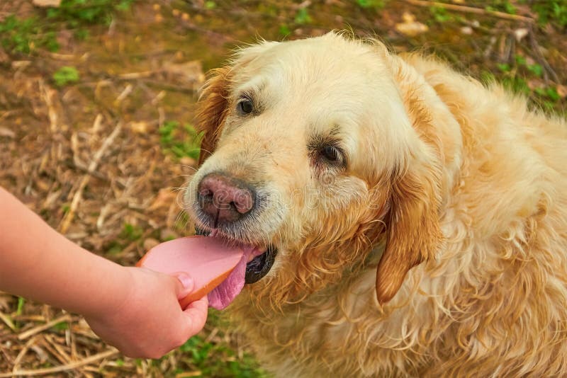 Dog Takes Food from Human Hands Stock Image Image of piece, person