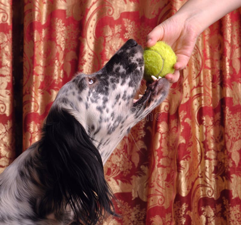 Dog taking the ball