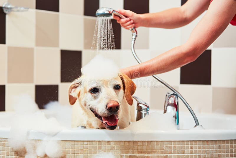 Bath Time for the dog stock image. Image of colorful 23908639