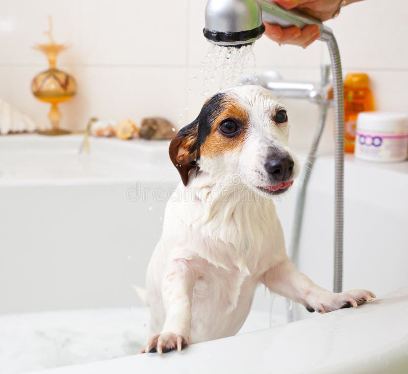 Dog taking a bath in a bathtub stock image Dog taking a bath in a bathtub stock image