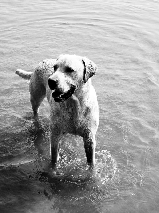 The dog taking a bath stock photo. Image of summer, carnivore 208539818