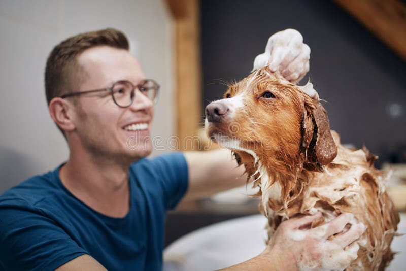Dog taking a bath stock photo. Image of body, happy, adorable 97245828