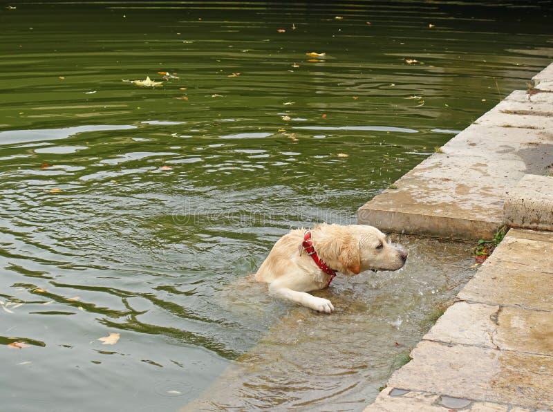 Dog taking a bath in the lake royalty free stock image Dog taking a bath in the lake royalty free stock image