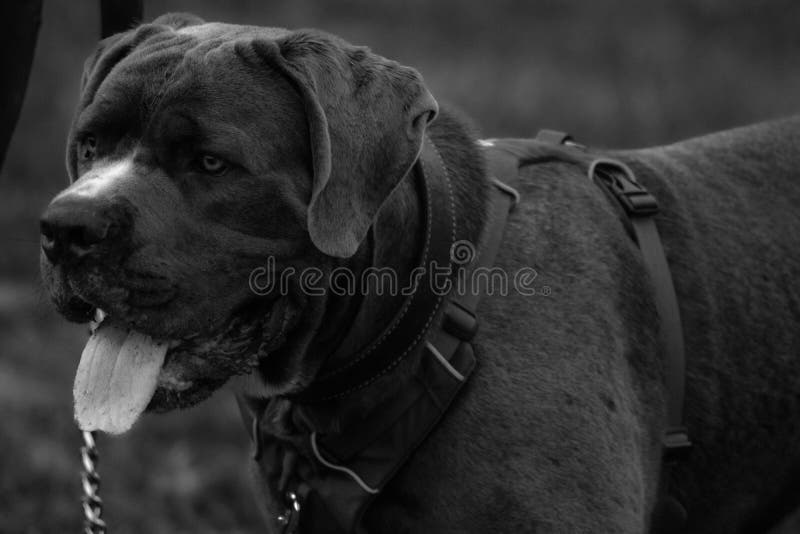 Dog taking a breath. In black and white stock image Dog taking a breath. In black and white stock image