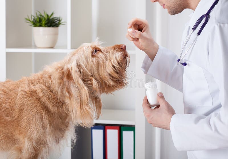 Dog during taking medicine royalty free stock photos Dog during taking medicine royalty free stock photos