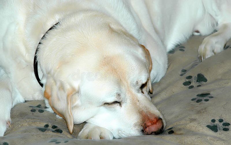 Dog Nap Stock Photos Download 3,771 Royalty Free Photos