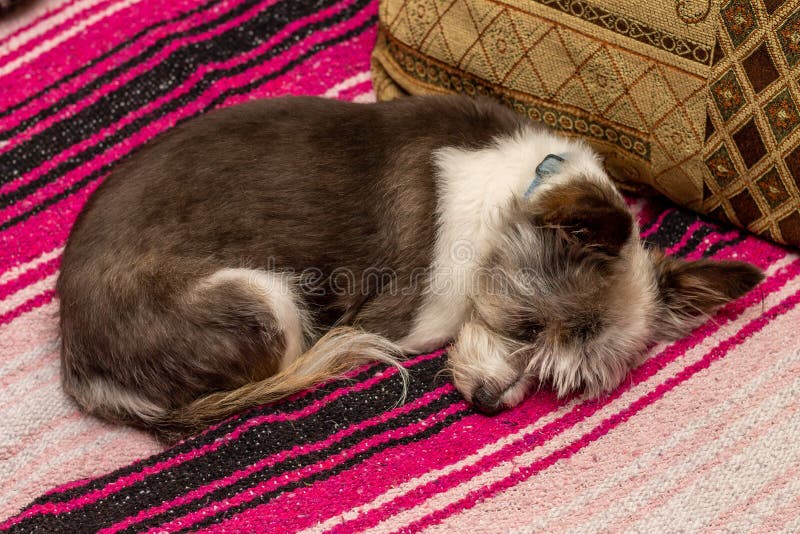 Dog taking a nap stock image. Image of indoor, cute 165768871