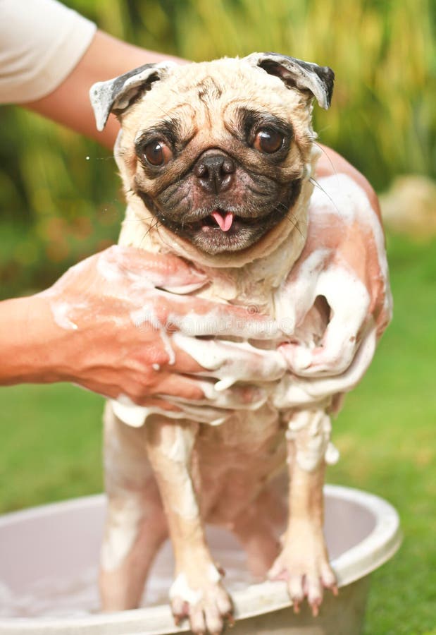 Dog taking a shower stock photo. Image of shampoo, dirty 31684974