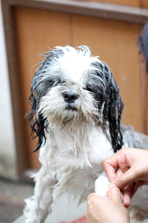 Dog Taking a Shower with Soap and Water. Stock Image Image of little