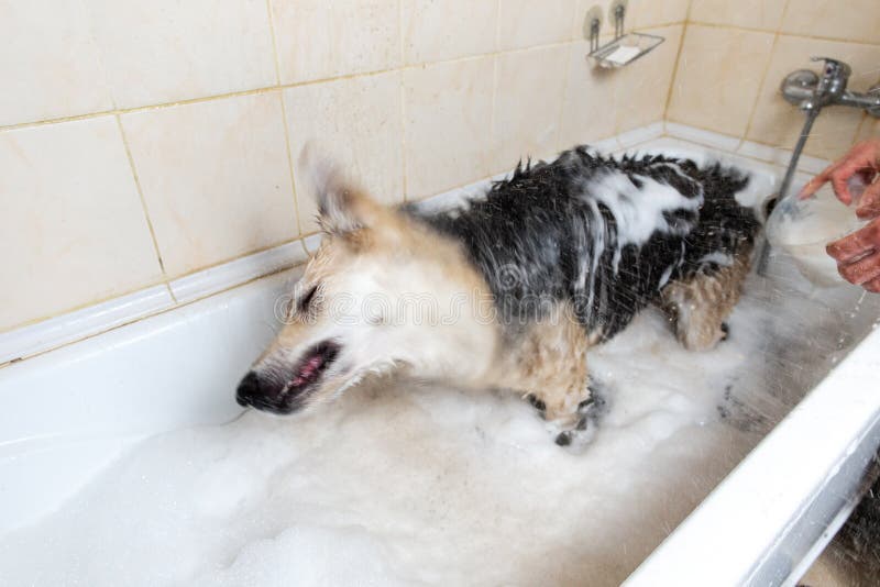 A Dog Taking a Shower with Soap and Water Stock Photo Image of hair