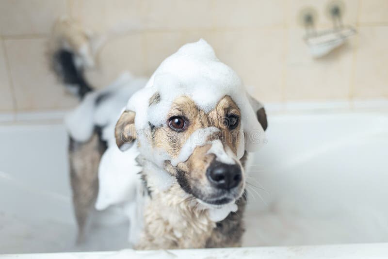 A Dog Taking a Shower with Soap and Water Stock Image Image of