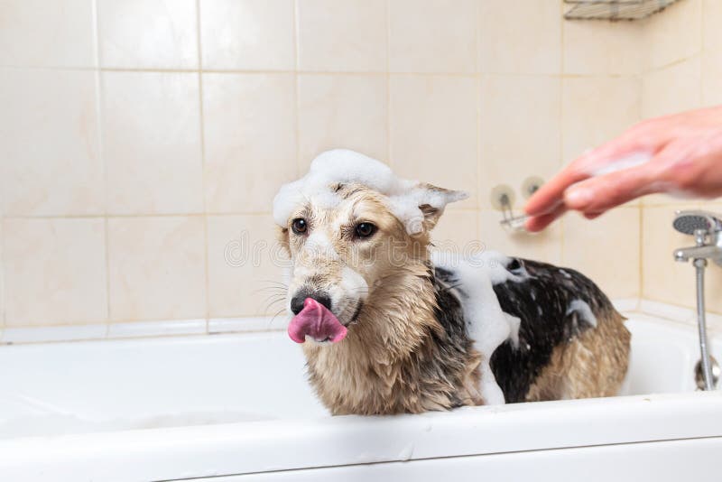 A Dog Taking a Shower with Soap and Water Stock Image Image of animal