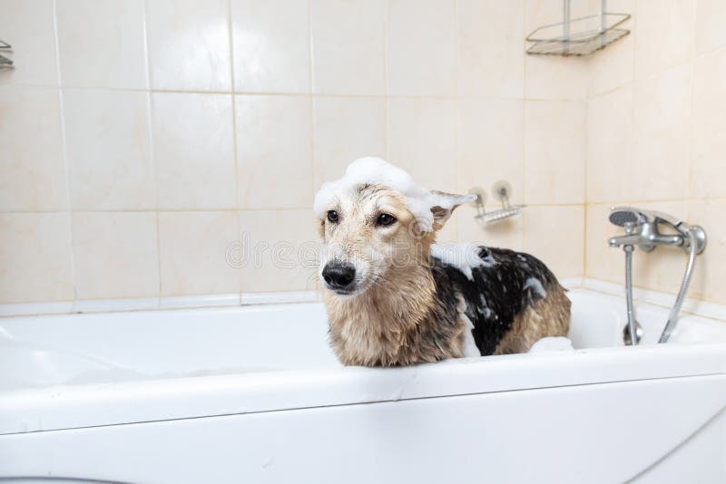 A Dog Taking a Shower with Soap and Water Stock Image Image of