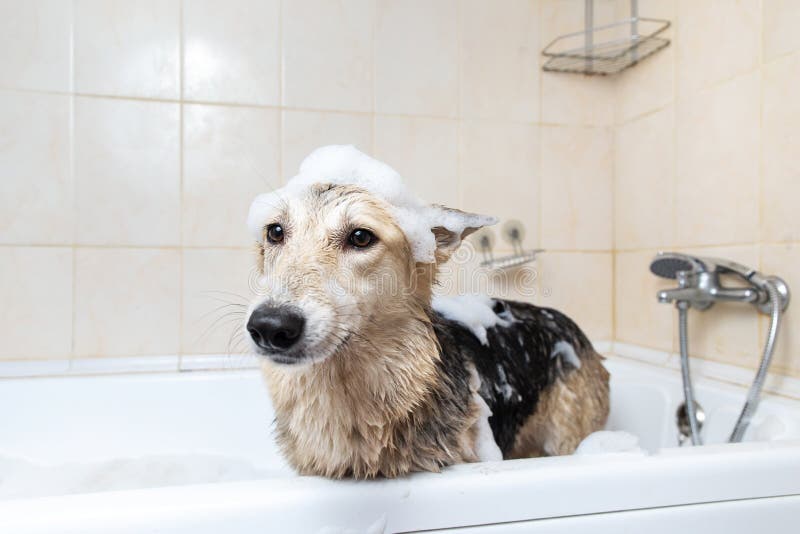 A Dog Taking a Shower with Soap and Water Stock Photo Image of