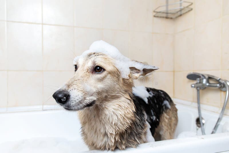 A Dog Taking a Shower with Soap and Water Stock Image Image of cute
