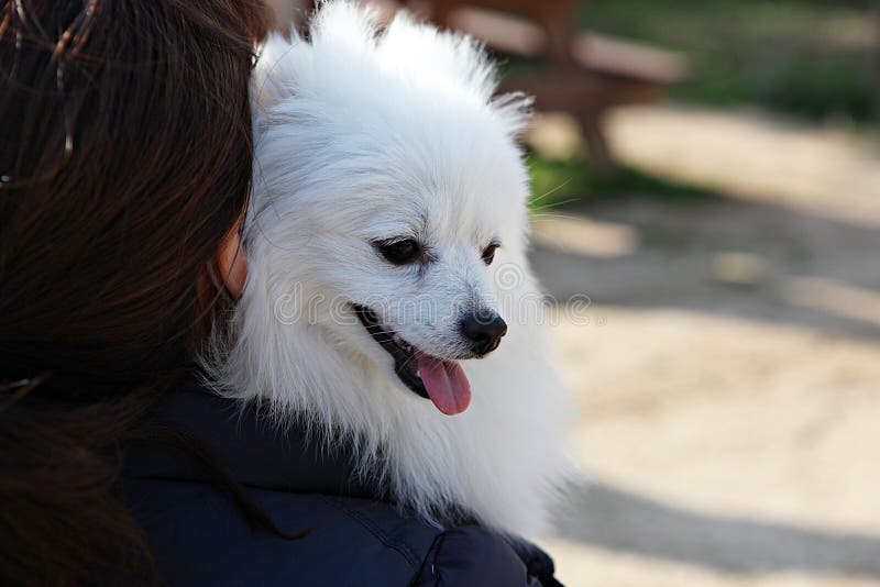 Korea dog stock image. Image of scenery, taking, animal 207697221