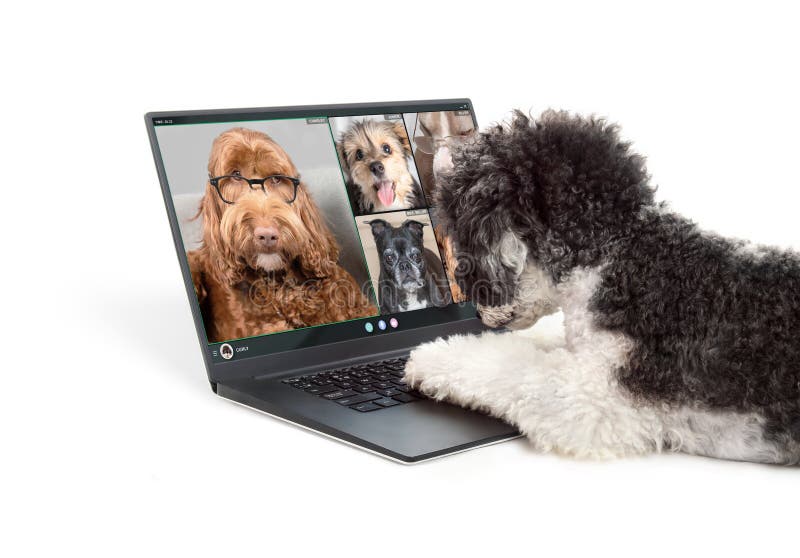136 Animal Video Chat Call Stock Photos - Free & Royalty-Free Stock Photos from Dreamstime 136 Animal Video Chat Call Stock Photos - Free & Royalty-Free Stock Photos from Dreamstime