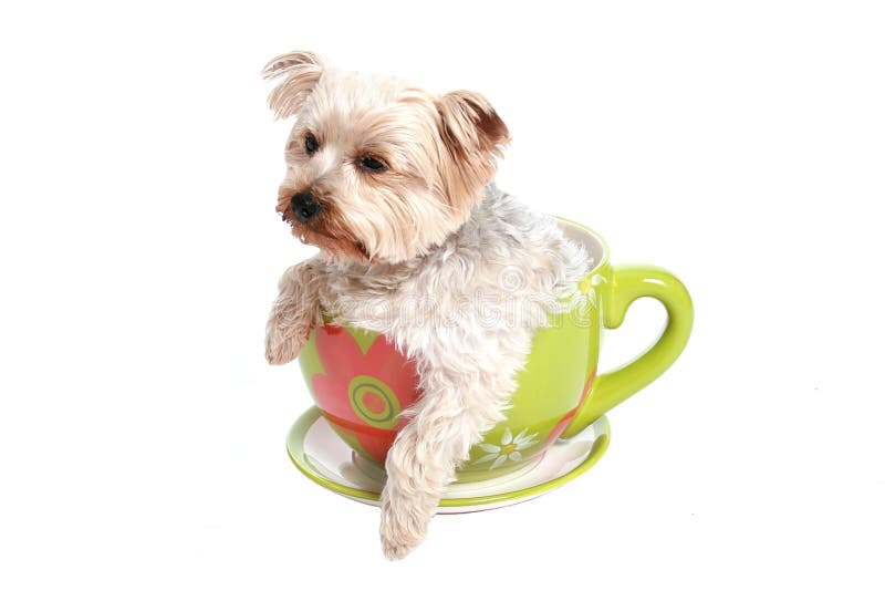 Dog in tea cup stock photo. Image of small, white, cute 2282836