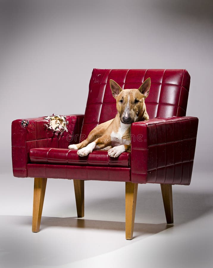 Dog Tearing Leather Armchair. Stock Photo Image of chair, terrier
