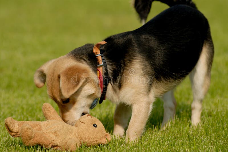 Dog with teddy bear stock image. Image of pooch, pause 1323101