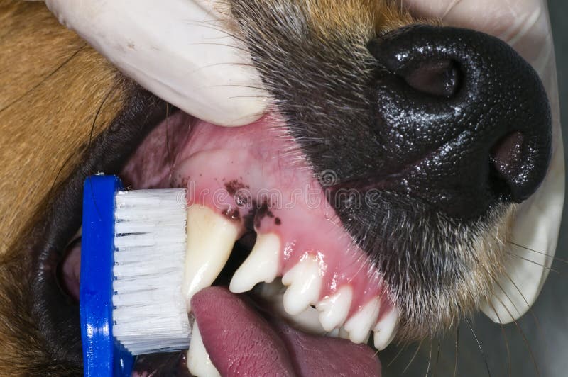 Dog teeth stock image Dog teeth stock image